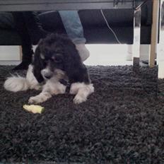 Blanding af racer Figo.