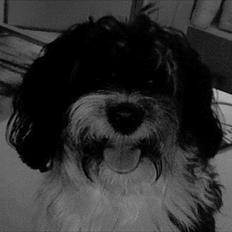 Blanding af racer Figo.