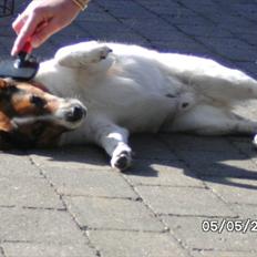 Dansk svensk gaardhund Micki