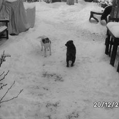 Dansk svensk gaardhund Micki