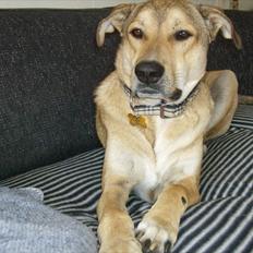 Blanding af racer Boy