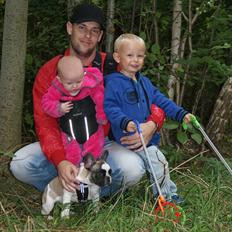 Fransk bulldog Diamond French Bosco