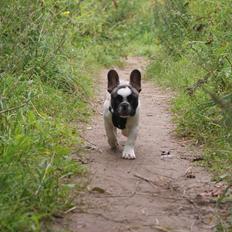Fransk bulldog Diamond French Bosco