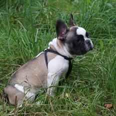 Fransk bulldog Diamond French Bosco