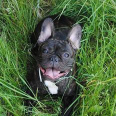 Fransk bulldog Bellis