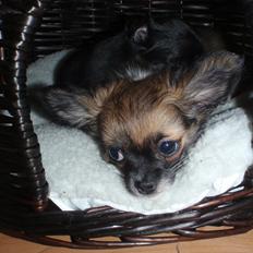 Chihuahua Martina´s Medina