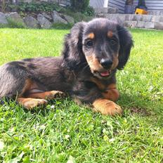 Dværggravhund Hannibal Von Wennecke