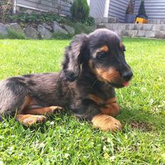 Dværggravhund Hannibal Von Wennecke