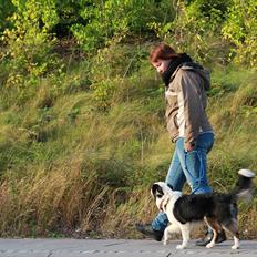 Islandsk fårehund Joey