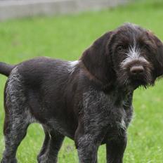 Ruhåret hønsehund Gørklintgårds Pablo