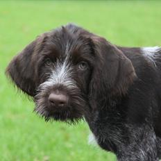 Ruhåret hønsehund Gørklintgårds Pablo