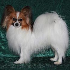 Papillon DKCH Troldalfens Ambrosius