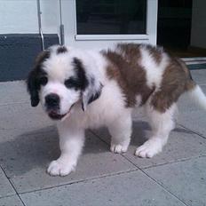 Sankt bernhardshund Andi