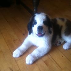 Sankt bernhardshund Andi