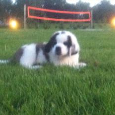 Sankt bernhardshund Andi