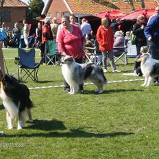 Collie langhåret Benji