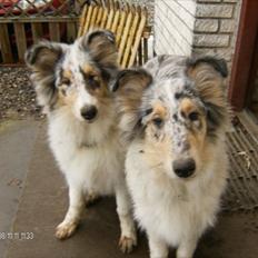 Collie langhåret Benji