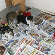 Collie langhåret Cherry