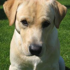 Labrador retriever Spiki