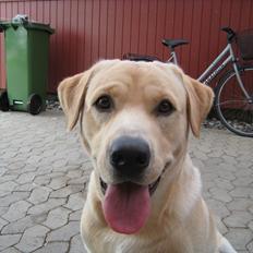 Labrador retriever Spiki
