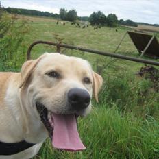 Labrador retriever Spiki