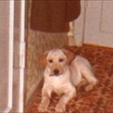 Blanding af racer Laban *R.I.P*