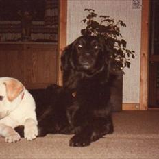 Blanding af racer Laban *R.I.P*