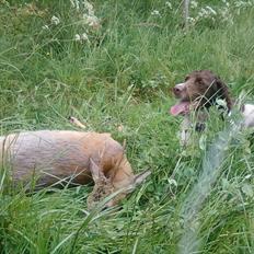 Engelsk springer spaniel Daco