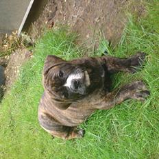 Olde english bulldogge Bossen
