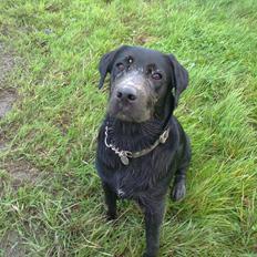 Blanding af racer Rottweiler/lab Diego [ Tidliger hund]