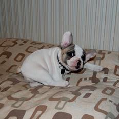 Fransk bulldog Betty Boop