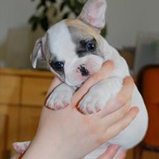 Fransk bulldog Betty Boop