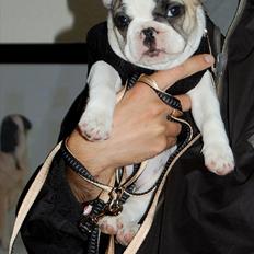 Fransk bulldog Betty Boop