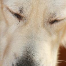 Golden retriever Golden Cosmo