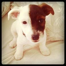 Jack russell terrier Eddie Two Face
