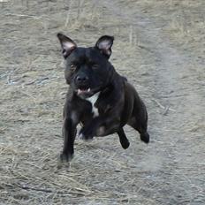 Staffordshire bull terrier malte
