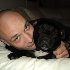 Staffordshire bull terrier malte