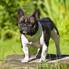 Fransk bulldog Bobo