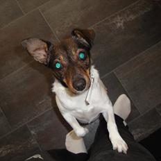 Dansk svensk gaardhund Bonnie