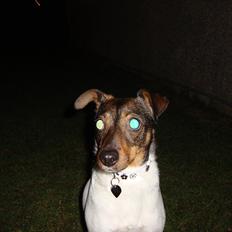 Dansk svensk gaardhund Bonnie