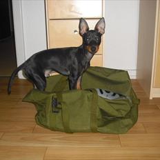 Engelsk toy terrier Alf