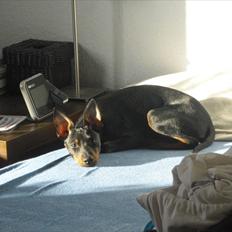 Engelsk toy terrier Alf