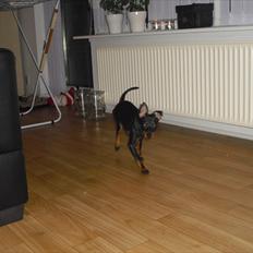 Engelsk toy terrier Alf