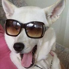 Blanding af racer Sille