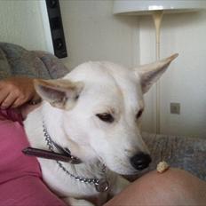 Blanding af racer Sille