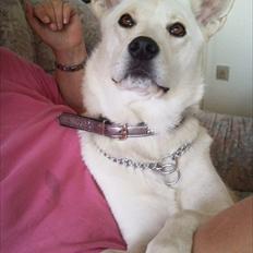 Blanding af racer Sille