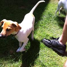 Dansk svensk gaardhund Basse