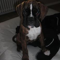 Boxer Hearts of Hope's High Roller (Levi)