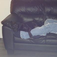 Labrador retriever Zenta