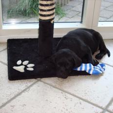 Labrador retriever Zenta